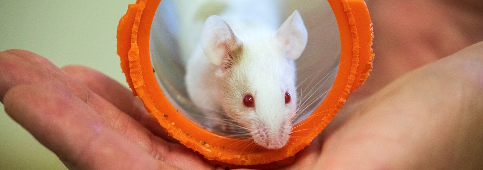 Pet Mice Lifespan & Mice Age to Human Age Chart