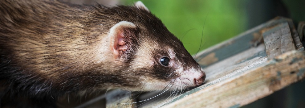 do ferrets get along with dogs