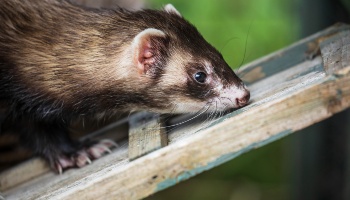 Ferret store near clearance me