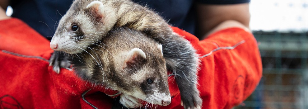 Aggressive ferret clearance