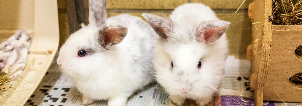 Guinea pig or store rabbit for pet