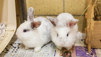 Guinea pig hot sale versus rabbit