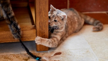 Cat playing with owner