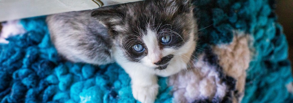 Blue cross hot sale kitten care