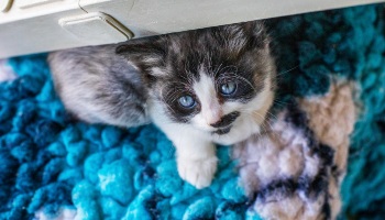 Where to store buy a kitten