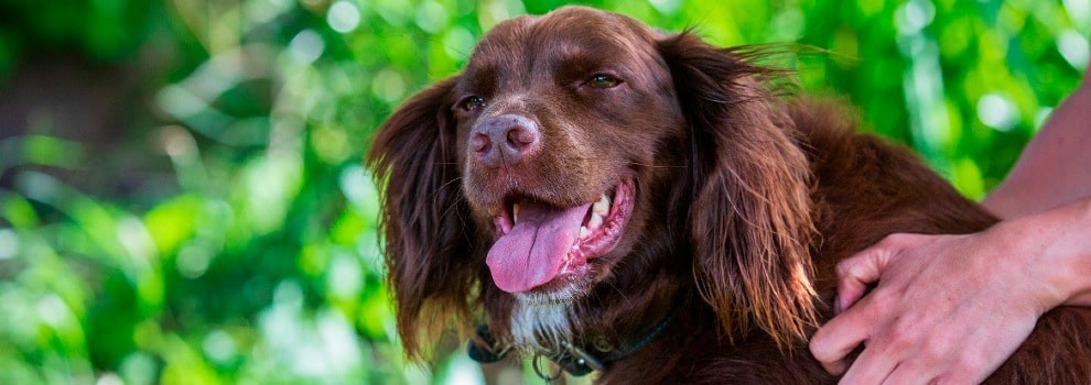 Lethargic dog best sale hot weather