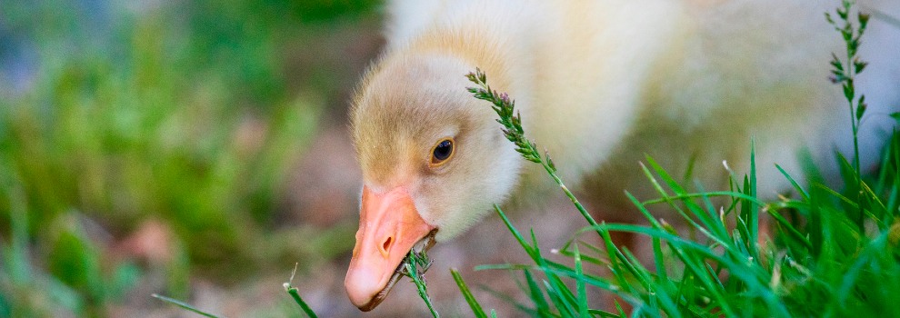 Goose sales shelters puppy