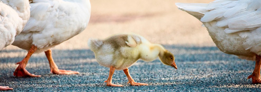 Vets that treat 2024 ducks near me