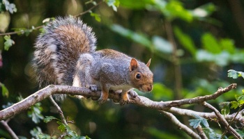 newborn baby squirrel fell out of nest