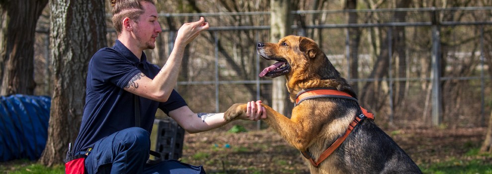 Top store dog trainer