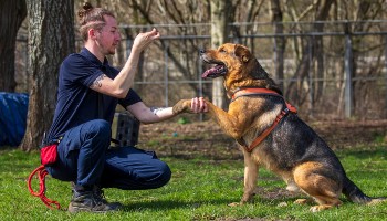 Dog behaviour expert near hot sale me