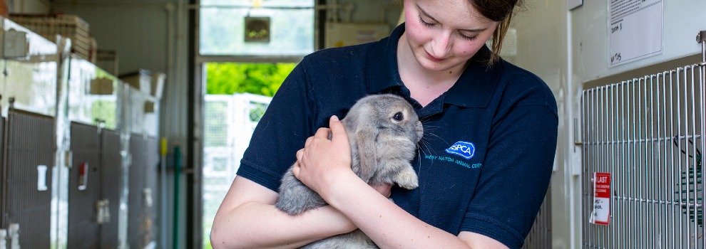 Taking rabbit to sales vet