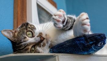 Cat with fish toy