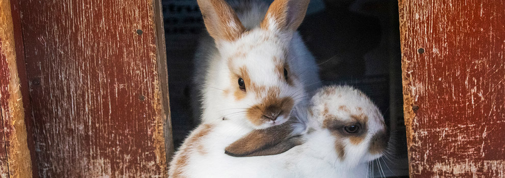 Rabbit wildlife rescue near hot sale me