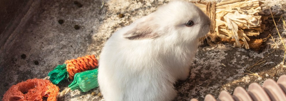 Toxic food outlet for rabbits