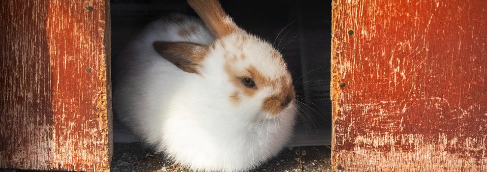 Keeping Rabbits As Pets  RSPCA - RSPCA 