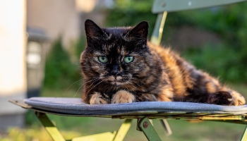 Rspca cat outlet litter