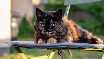 Cat laying on a chair outside