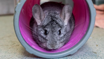 Small chinchilla hot sale like animal