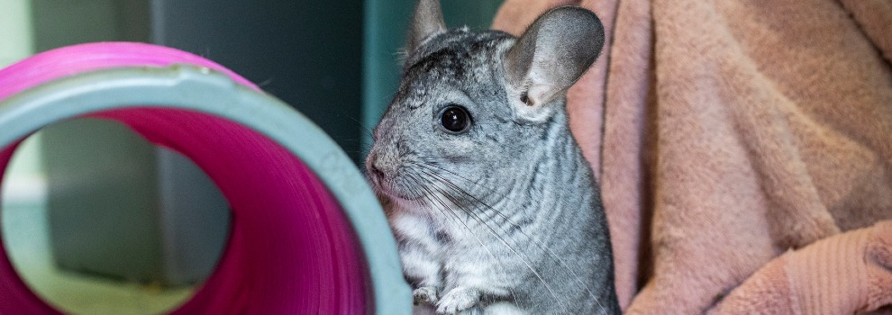 Chinchilla pet 2024