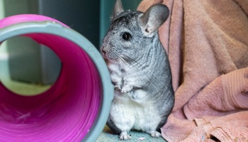 Small chinchilla best sale