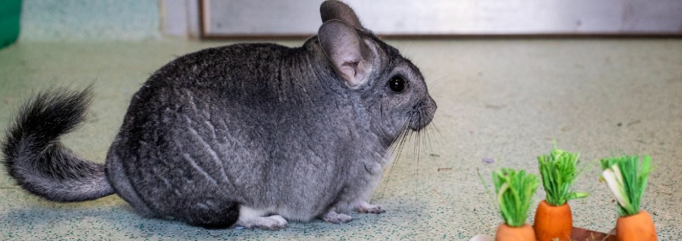 chinchillas in the wild