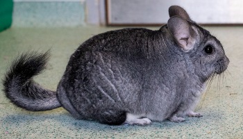 why does my chinchilla eat his poop