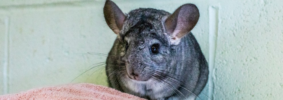 Pet stores with outlet chinchillas near me