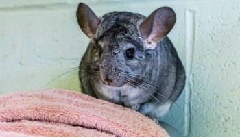 Chinchilla pet store