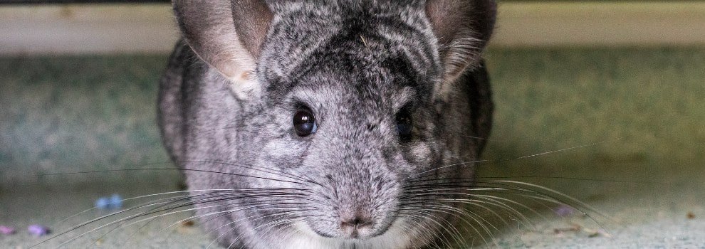 All living things chinchilla food best sale