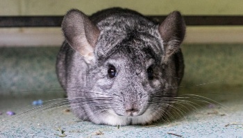 chinchillas in the wild