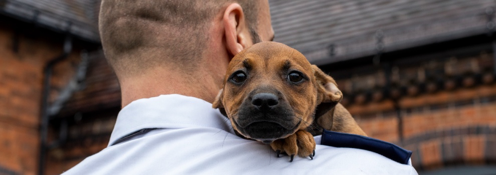 New puppy in the sales house