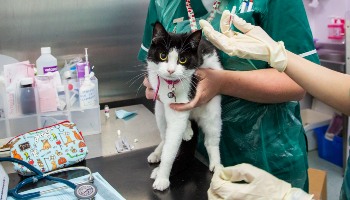 Rspca shop flea treatment