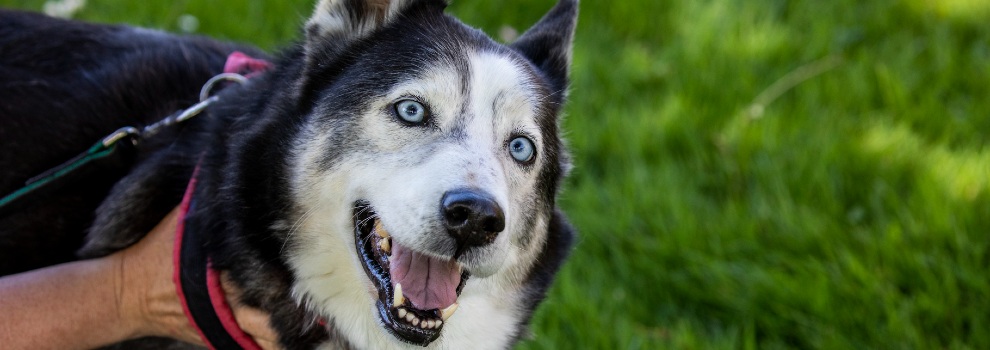 Albino deals husky puppy