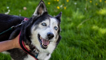 Huskies up for 2024 adoption near me