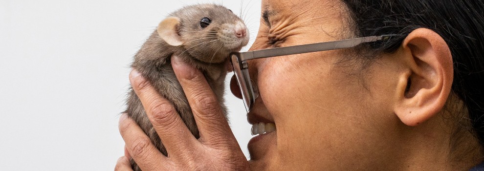 Best store pet rats