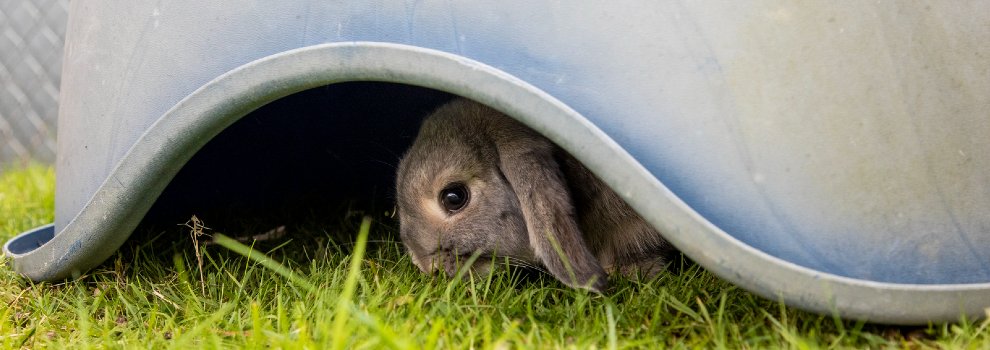 Keeping rabbits shop outside in summer