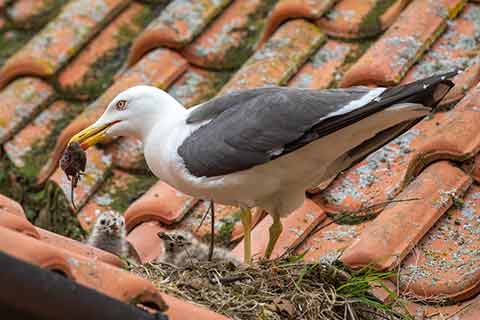 A gull feeding a mouse to its young 