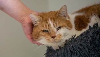 Tabby kittens for store adoption near me