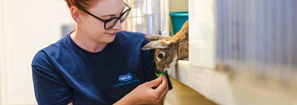 Local animal rescue store shelters near me