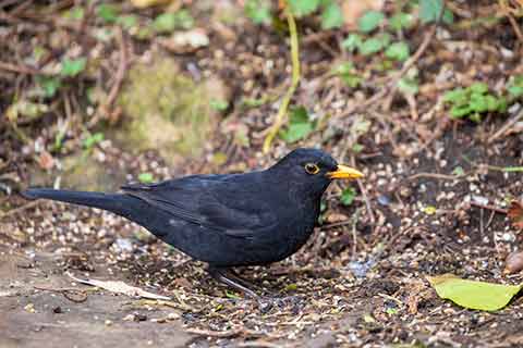 Local bird hotsell stores near me