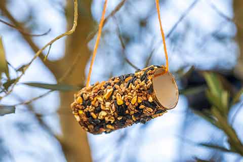 Is dog food bad for outlet birds