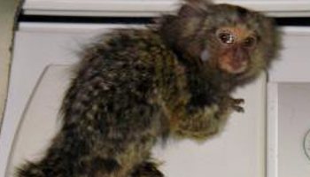 Marmosets shop as pets