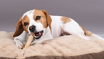 Cleaning puppy outlet teeth