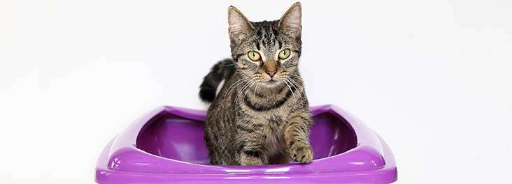 can dogs be trained to use litter trays