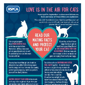 how long are cats in heat male