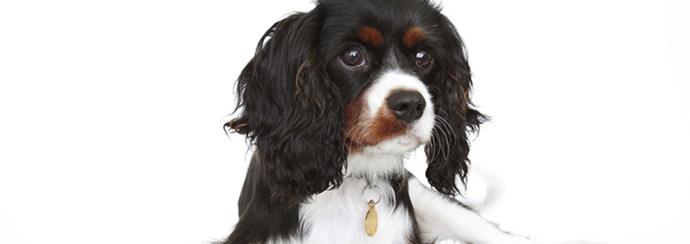 King charles best sale puppies for adoption