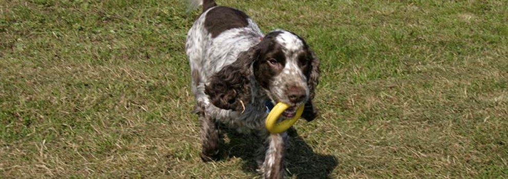 Cocker and best sale english spaniel rescue