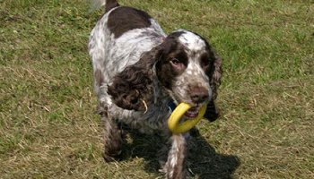 Cocker spaniel free hot sale to good home