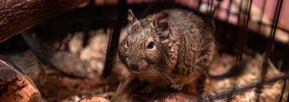 Keeping degus hot sale